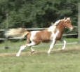 Miniature horse driving prospect for sale